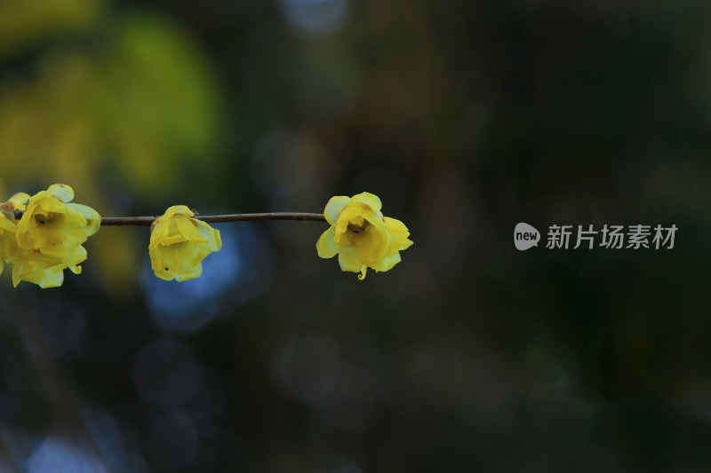 冬天腊月盛开的腊梅花特写素材