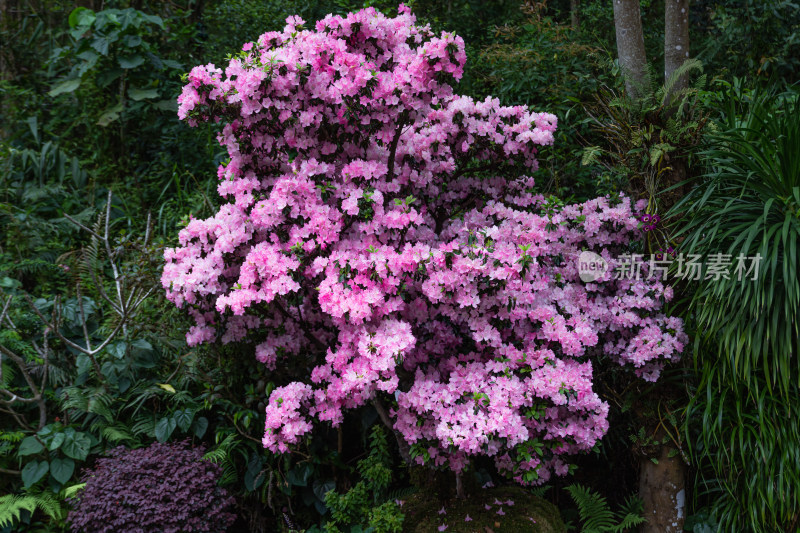 映山红、杜鹃花