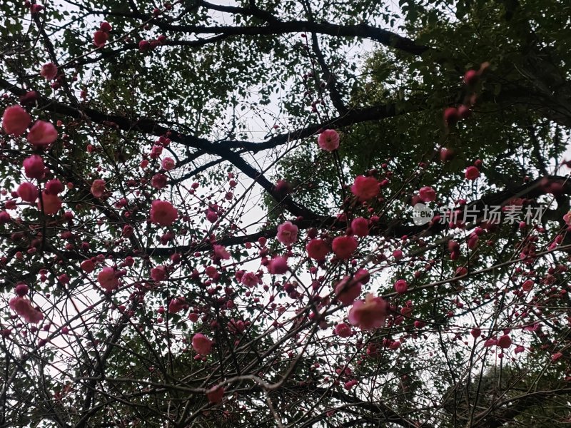 满树盛开的粉色花朵唯美春日景象