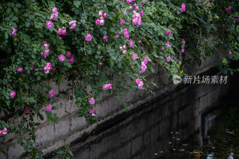 济南大明湖池塘边石墙上盛开的蔷薇