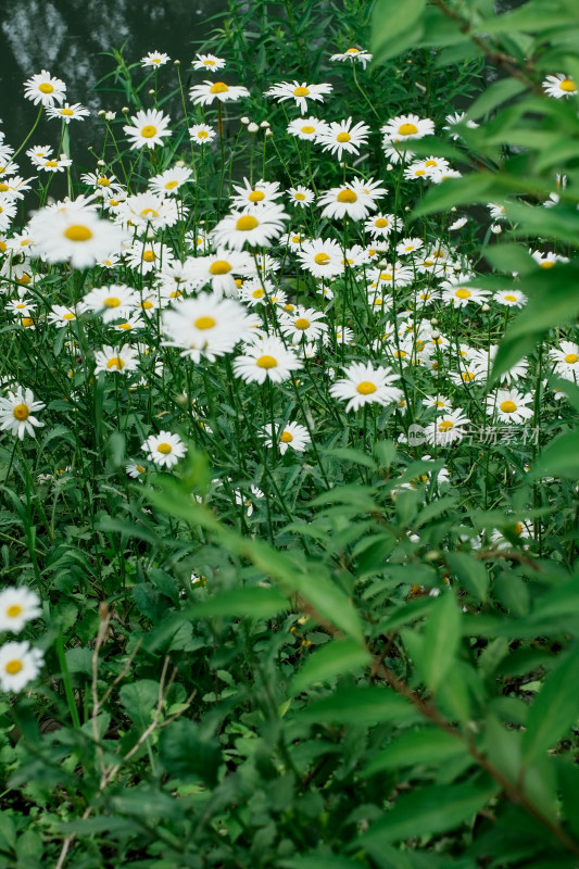 北京北坞公园雏菊