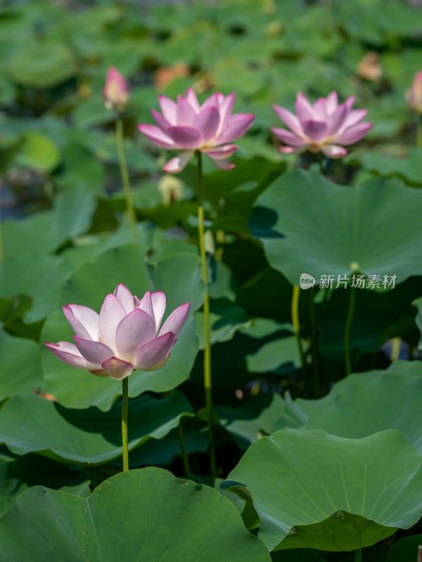 夏天池塘荷花莲花开放夏至立夏