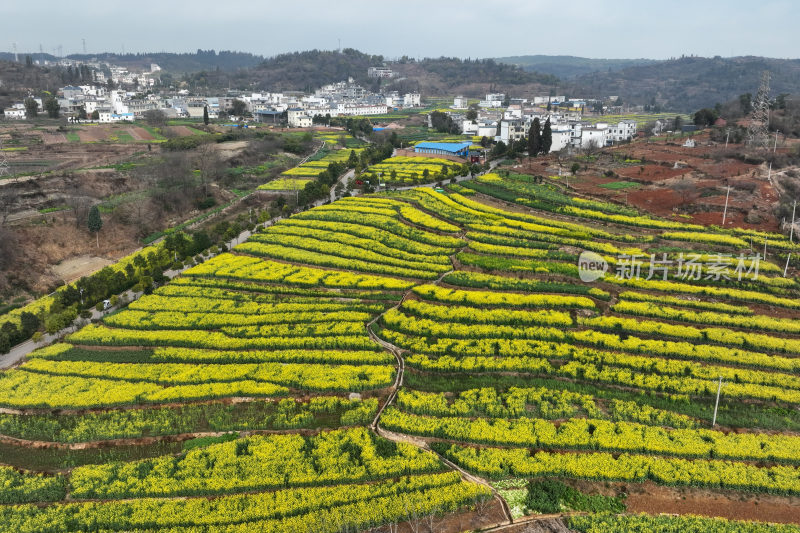 油菜花绘就田园美景