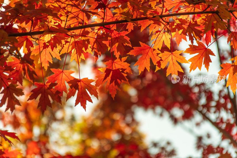 秋天红叶霜降枫树枫叶林自然风景天空树林