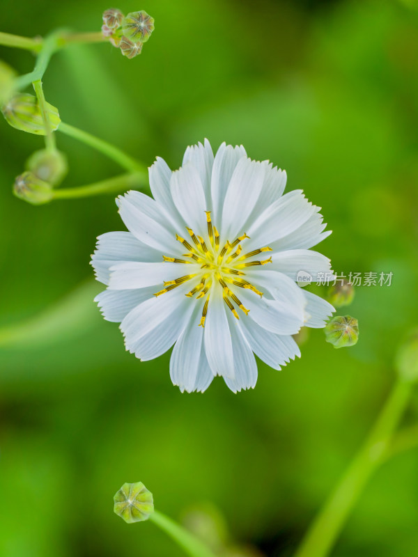 春天野外的中华苦荬菜开花