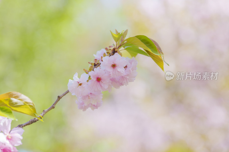 春天盛开的粉色樱花