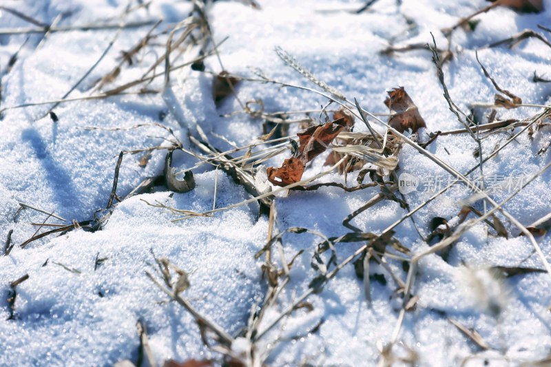 覆盖着雪的地面上有枯草和落叶