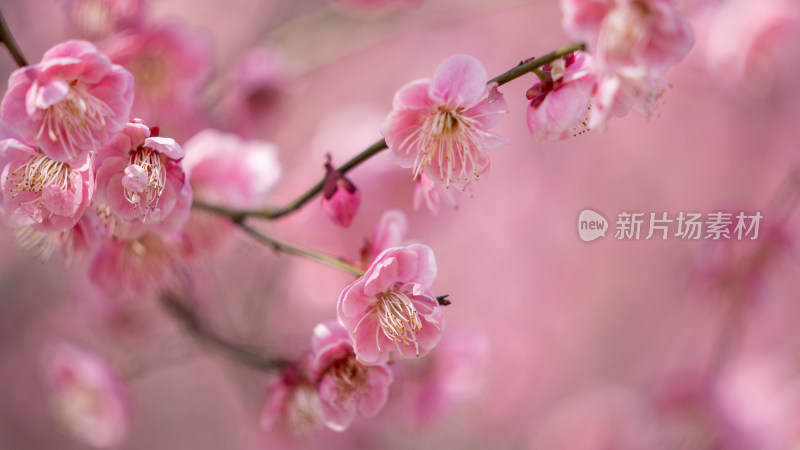 春天的梅花盛开特写