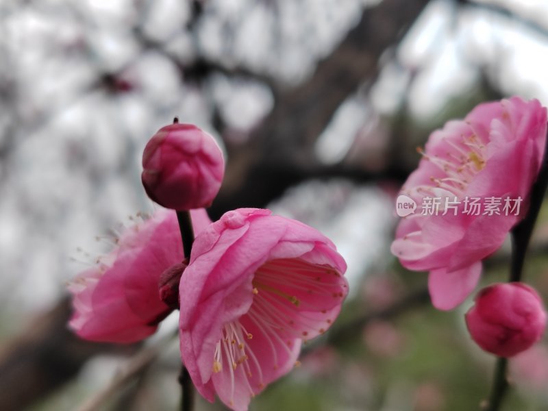 盛开的粉色梅花特写