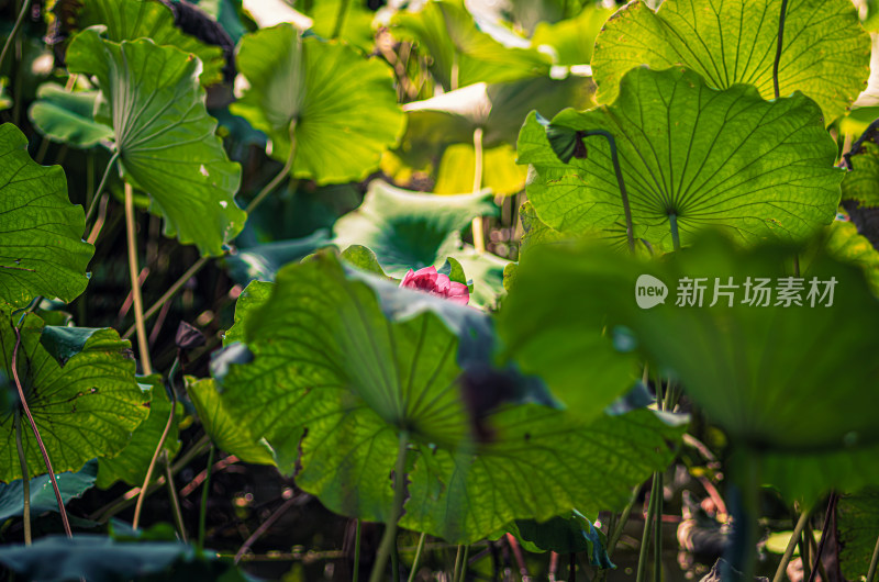 雨后荷花上的水珠