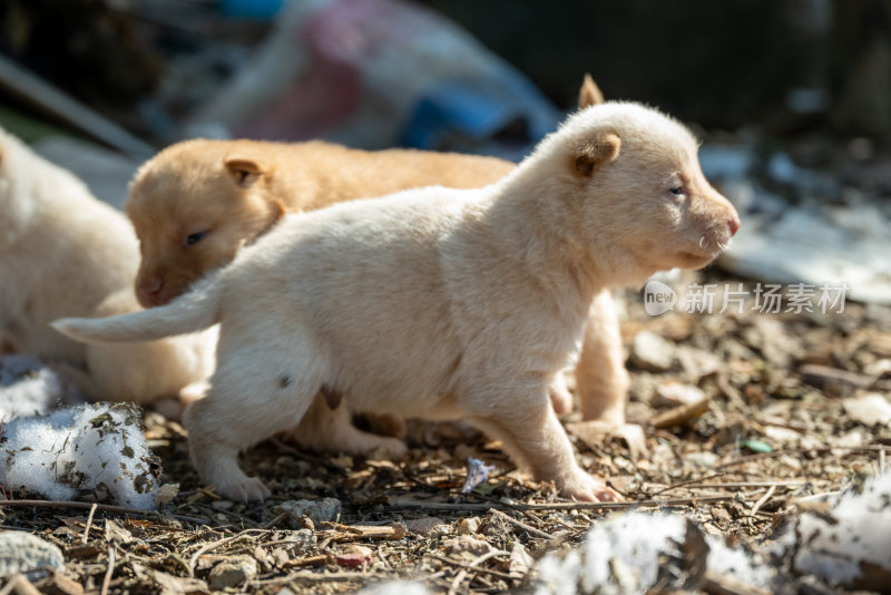 中华田园犬