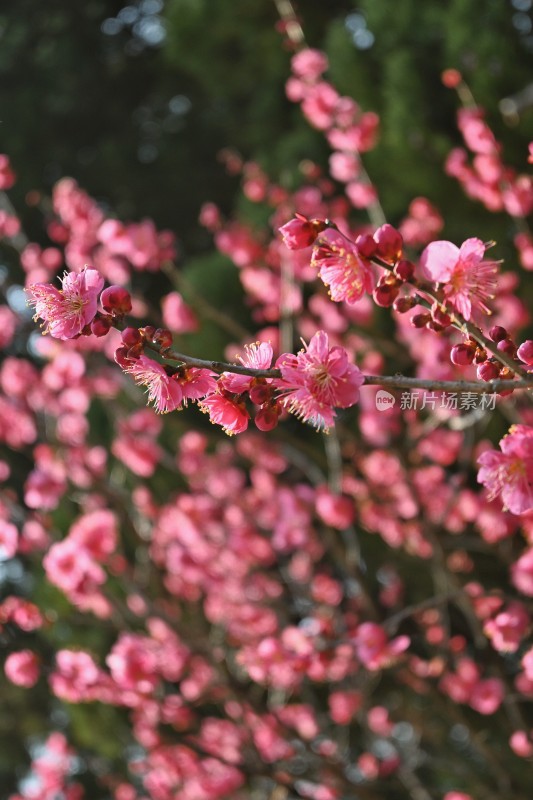 盛开的梅花特写