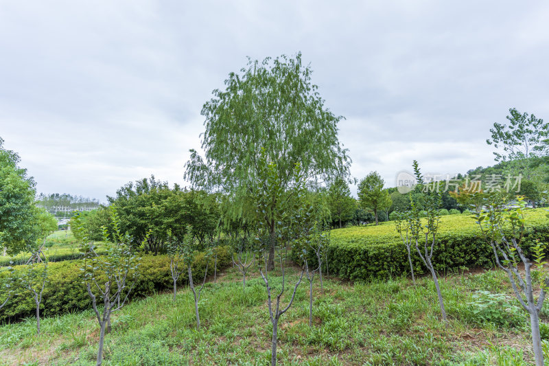 武汉江夏区二妃生物公园风景