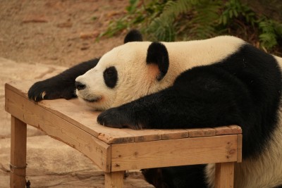 熊猫趴在木头上慵懒休憩的模样