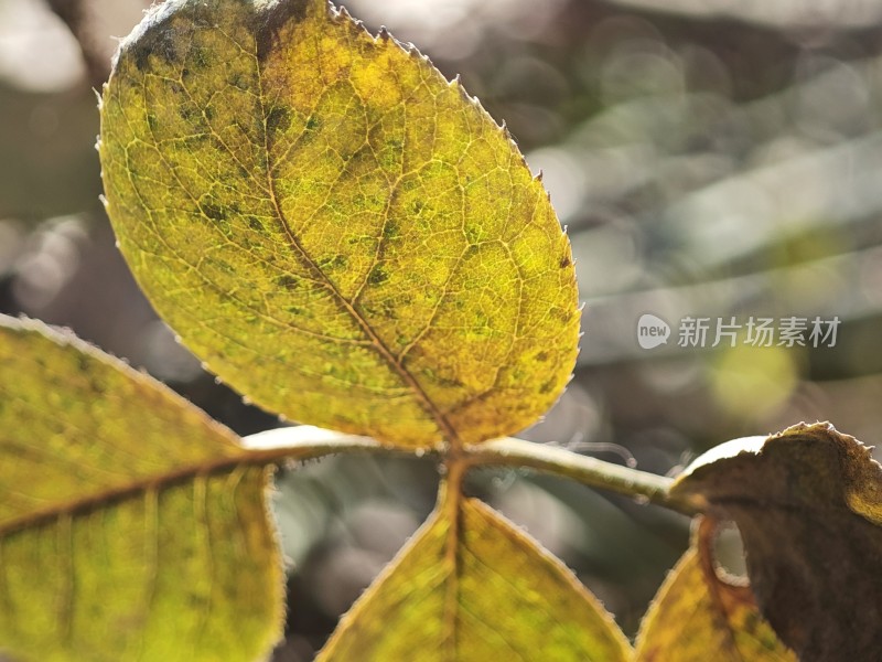 枯黄的叶片特写