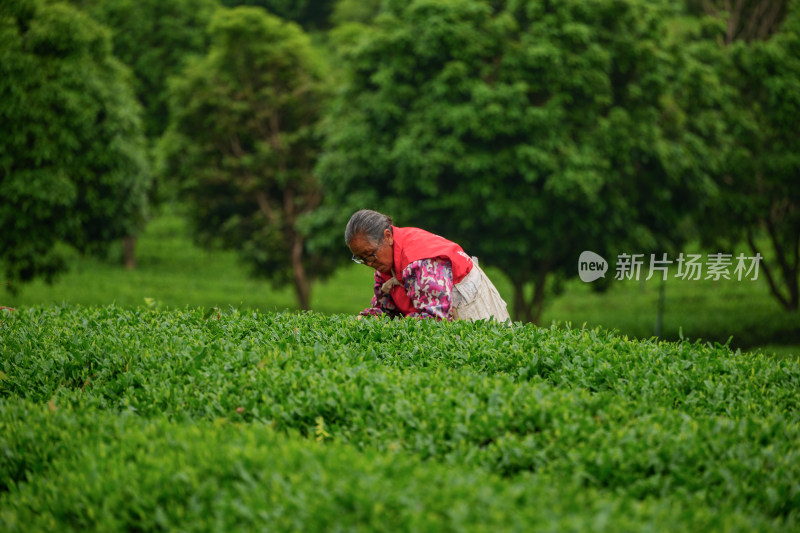 春天的长沙乌山茶场航拍