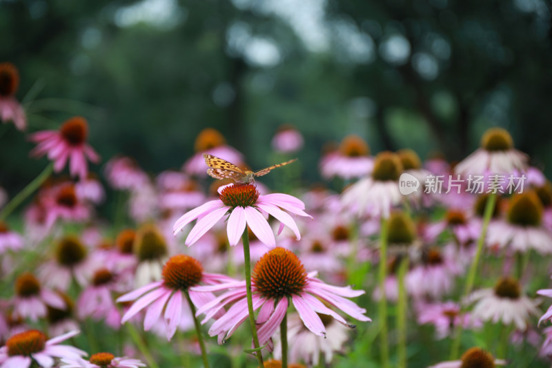 景区公园鲜花盛开蝴蝶自来图片素材