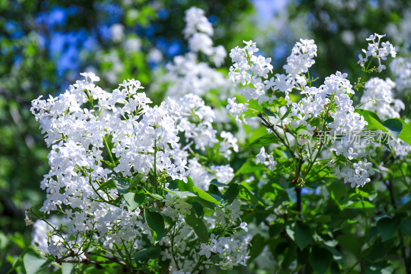 北京天坛公园丁香花