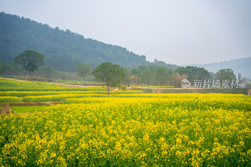 武汉东湖油菜花花海