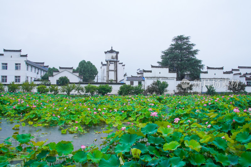 荷塘雨景古镇风情