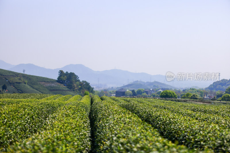 中国杭州龙坞春天里的茶园风光