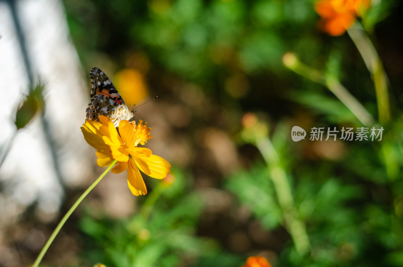 黄花波斯菊上的一只花蝴蝶