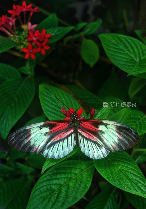 花粉蝴蝶飞翔，美丽的飞虫