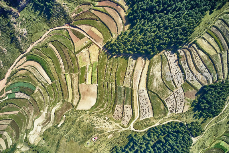 高山上的梯田