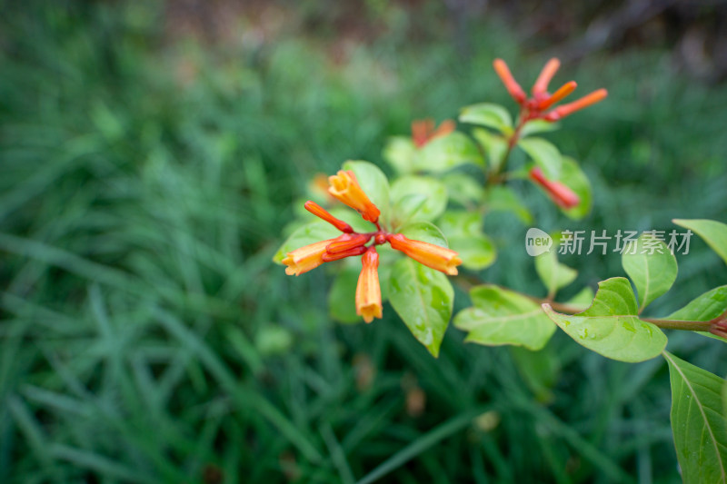 橙色开花植物长隔木