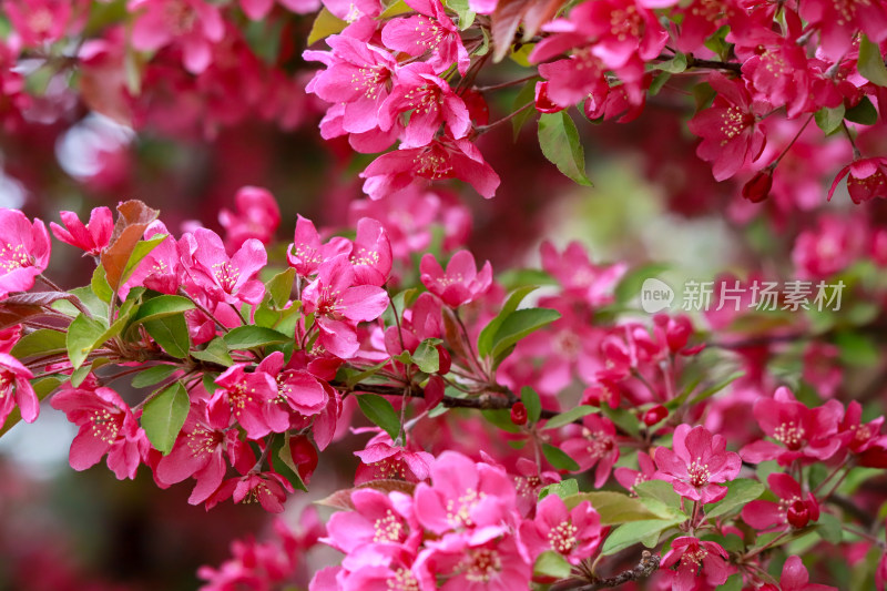 北京元大都海棠花溪