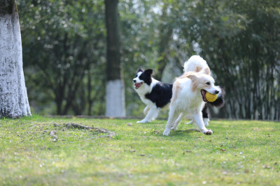 两只在公园里玩球的边境牧羊犬