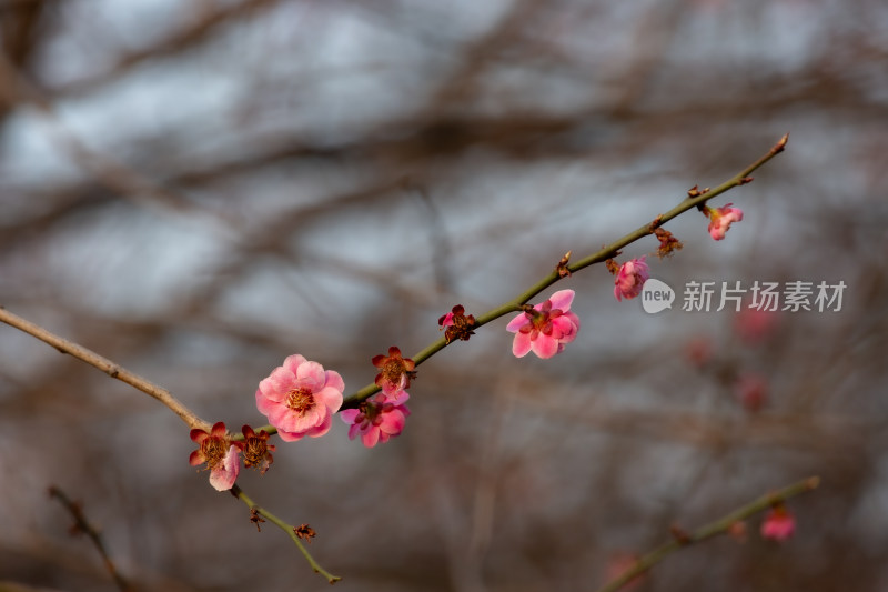 杭州钱塘江畔粉色梅花枝特写