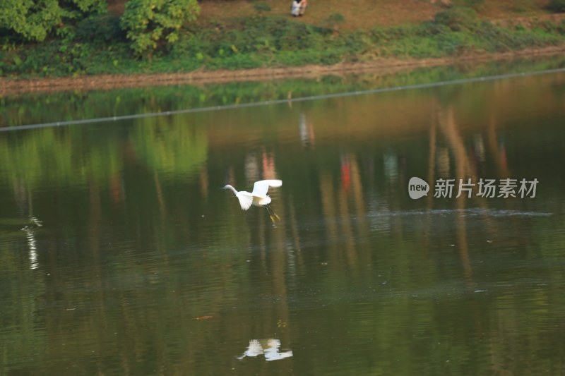 白鹭在湖面低空飞行