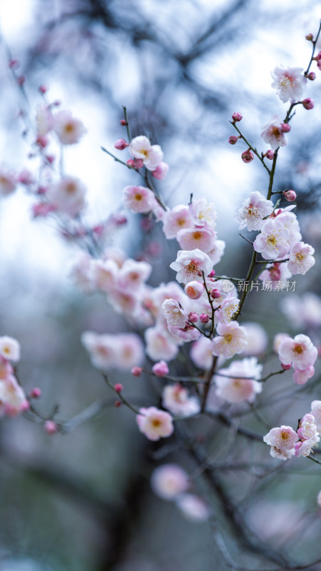 绽放的粉色梅花特写