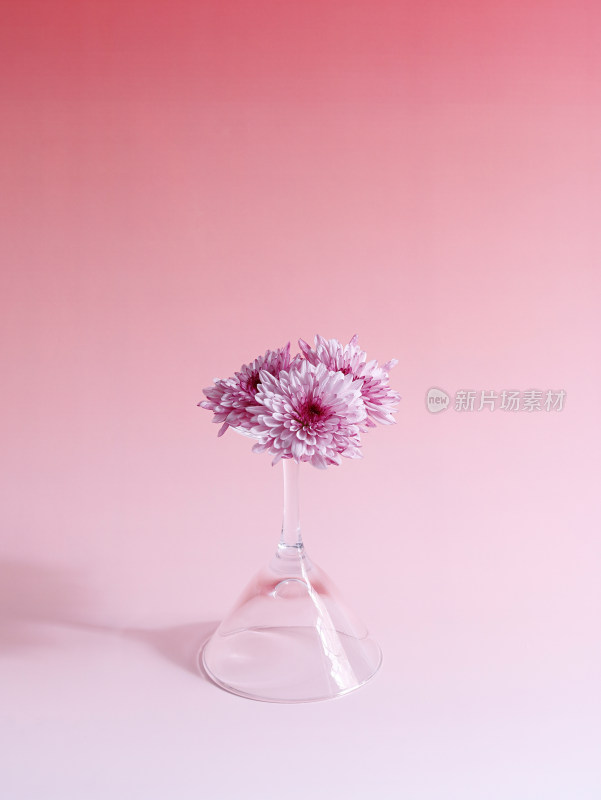 杯子上装满着粉色鲜花小雏菊