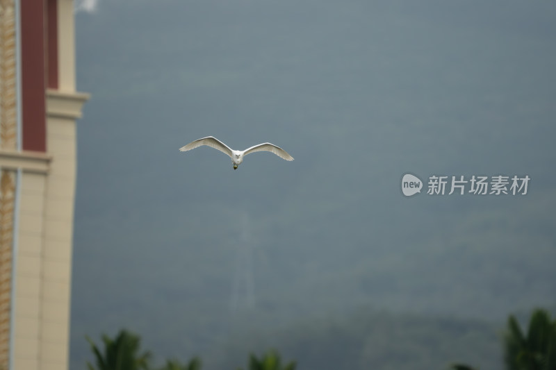 白鹭凌空展翅