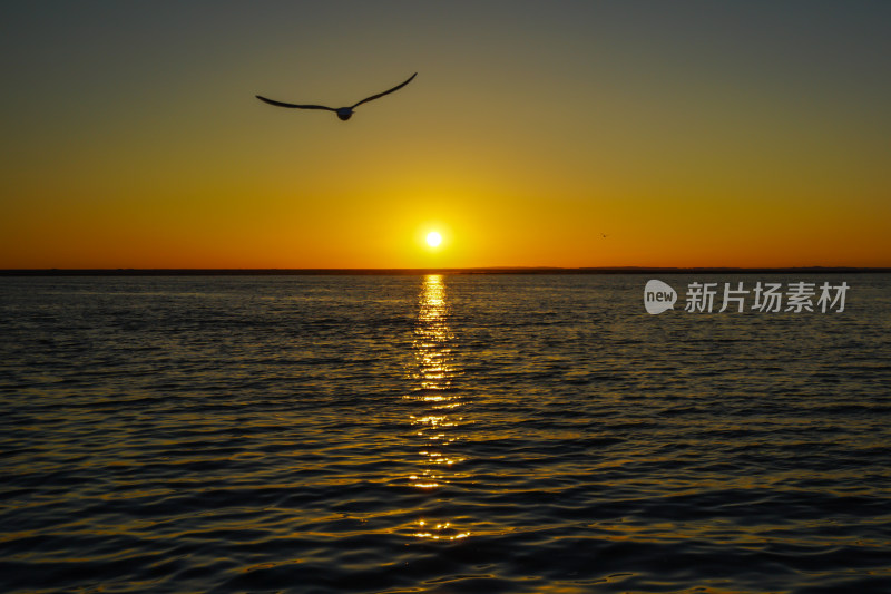 内蒙古额济纳，居延海的日出与海鸥