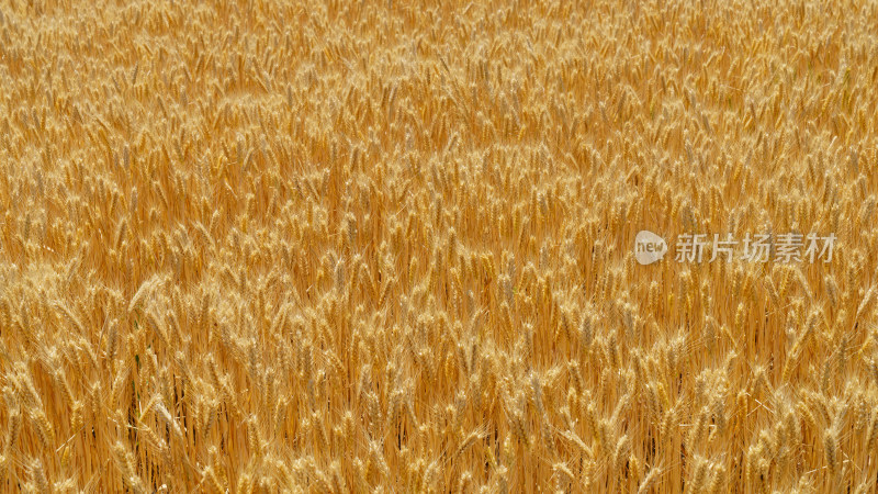 金色成熟的小麦