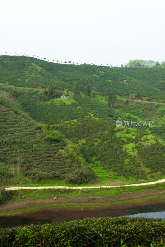 湖北省谷城县五山镇山茶茶园风景