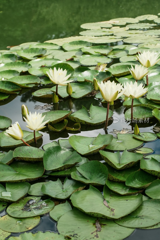 北京国家植物园睡莲