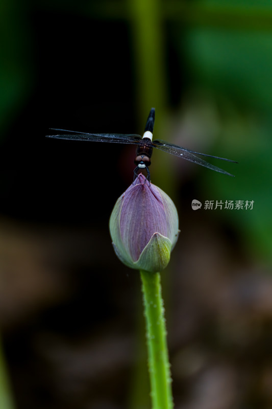 蜻蜓落在荷花上