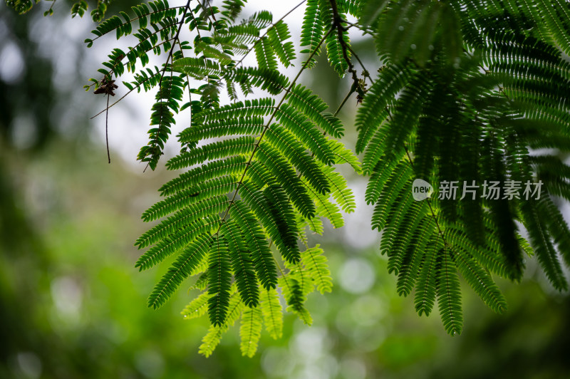 雨中自然