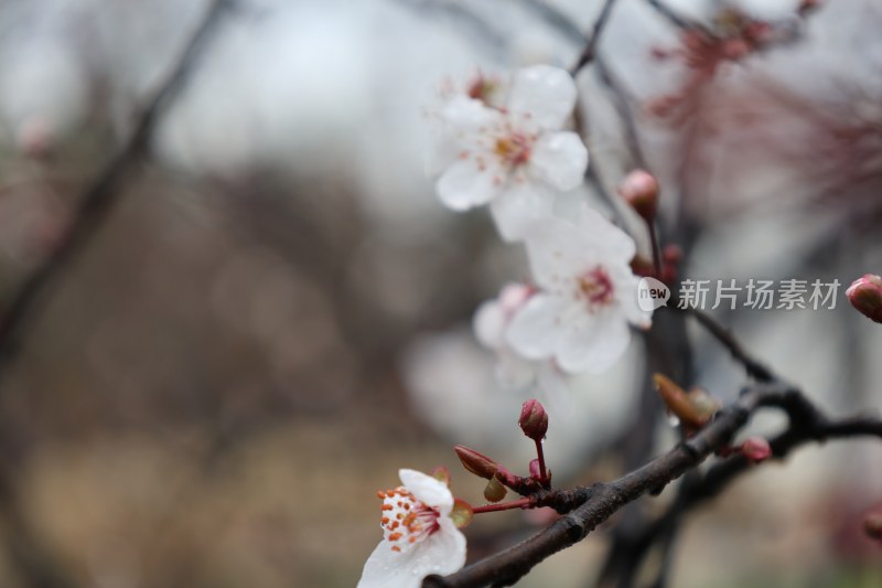 绽放的白色花卉特写