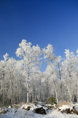 大兴安岭冬季林海雪原冰雪风光