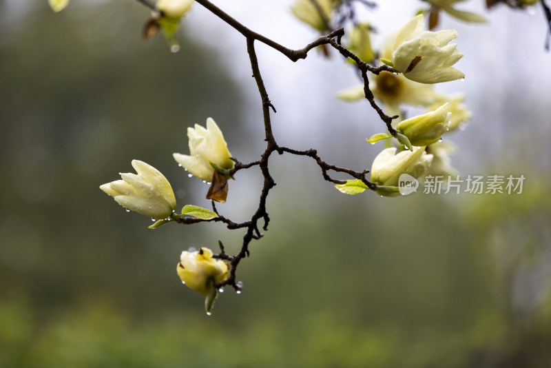 下雨天挂着雨滴的玉兰花白玉兰