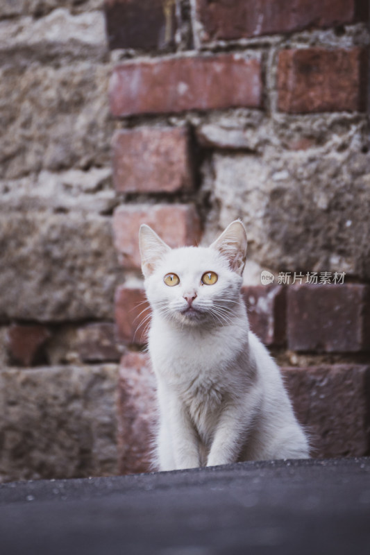 城市里街头一只流浪猫