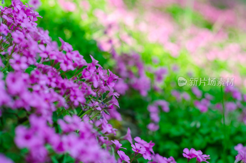 紫色花卉特写