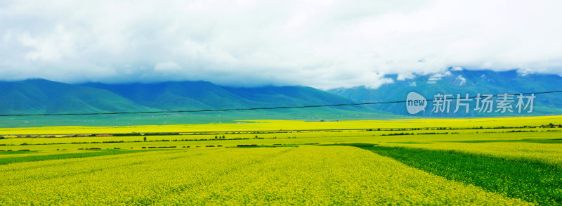 甘肃门源油菜花海