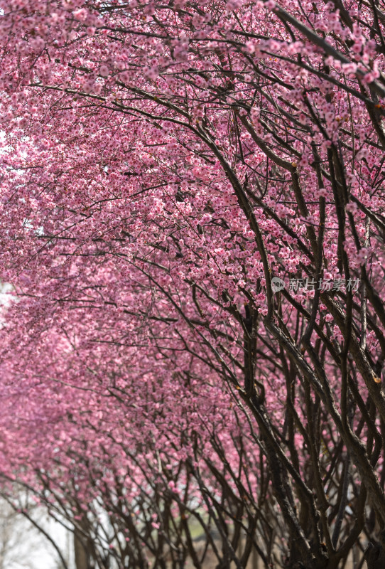 春天梅花盛开的公园