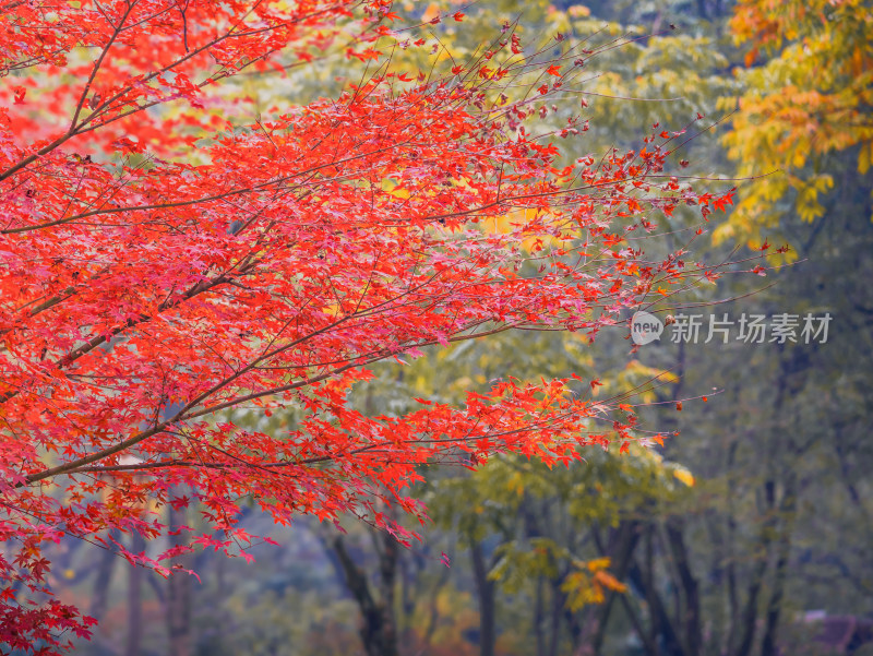 杭州九溪烟树景区的枫叶